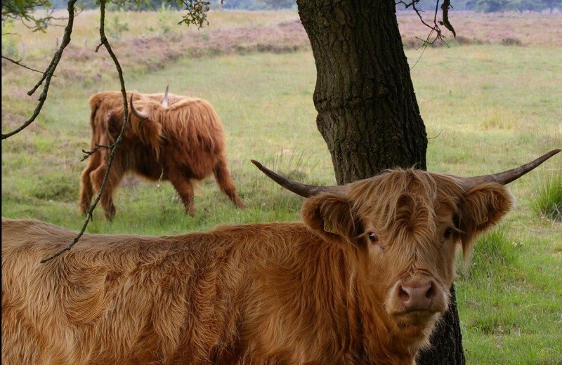 Nationalpark Drents-Friese Wold