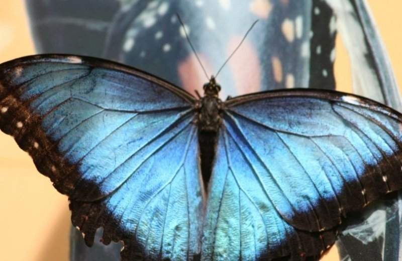 Schmetterlingsparadies Papiliorama